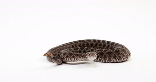 Massasuage rattlesnake calmly stares towards camera before begining to shake tail - isolated on whit