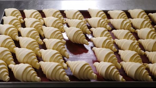 Arranging Rows of Unbaked Croissants on a Tray