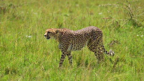 Slow Motion Shot of Close up shot of Cheetah walking in lush grassland landscape, African Wildlife i