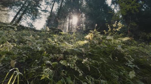 Sun Shining Through Forest Canopy on Lush Green Plants