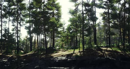 Sunlight Filters Through a Dense Forest Showcasing Vibrant Greenery