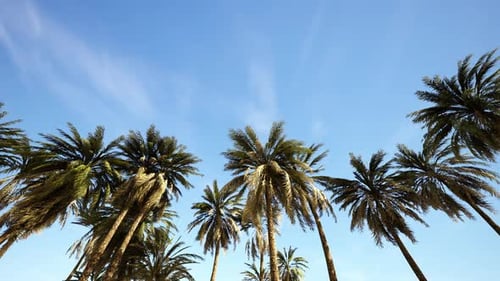 Tropical Palm Trees Swaying Gently against Clear Blue Sky