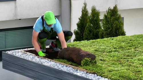 Professional Gardener Installing Green Roofing System