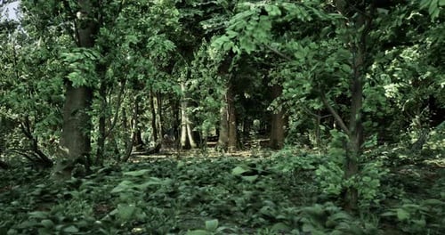 Lush Green Forest with Dense Trees and Vibrant Undergrowth in Daytime