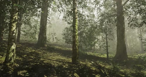 Misty Forest Landscape with Towering Trees and Soft Sunlight Filtering Through