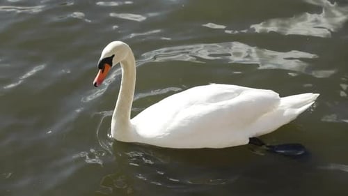 Elegant White Swan Gliding Serenity on Reflective Pond Water