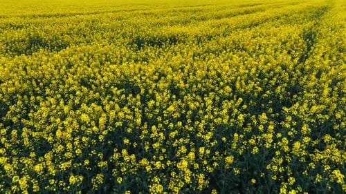 Blooming Rapeseed Field on a Sunny Day Flying Above Stunning Yellow Rape Fields in Spring Vegetable