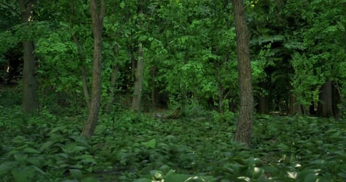 Lush Green Forest Filled with Tall Trees and Dense Undergrowth During Daytime