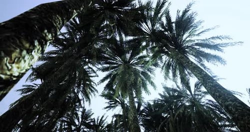 Swaying Palm Trees with Sun Flare