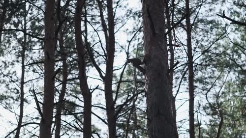 Squirrel on a Tree in a Pine Forest