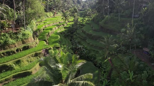 Lush Rice Terraces in Tropical Valley Aerial View