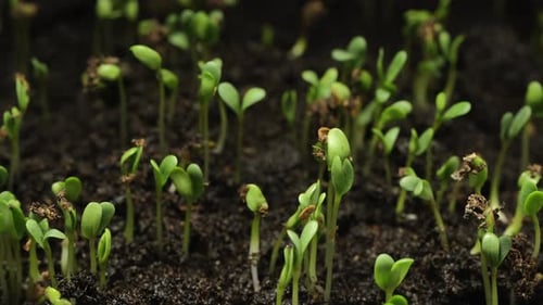 Close Up Time Lapse of Seeds Sprouting