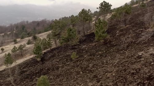 Aerial View of Burned Hillside with Green Trees