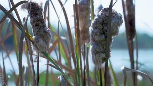 Cattails in a Field on a Sunny Day