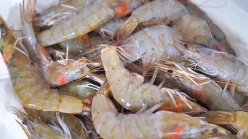 Close Up of Fresh Raw Prawns