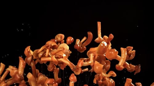 Slow Motion Mushrooms Falling Against Black Background