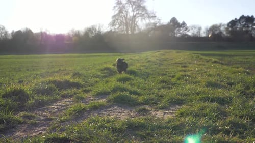 Close up of cute puppy dog running fast towards camera on grass field in the park in super slow moti