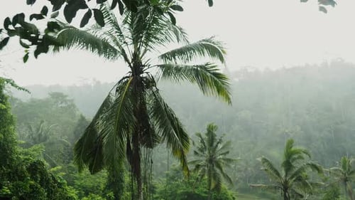 Rain and Fog Jungle of Palm Trees in Tropical Ubud Bali Indonesia Evening Winter Forest Cloudy Dark