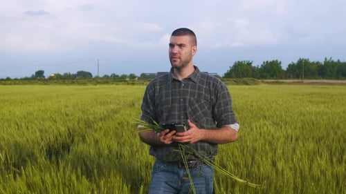 Young farmer walking in a green wheat field holding tablet in hand and examining crop.