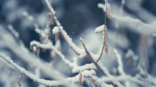 The first snow is falling. The light pure snow is covering the thin branches of the birch tree. Deli