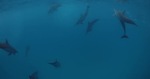 Dolphins Pod Swimming Underwater in Blue Ocean Dolphin Family Underwater