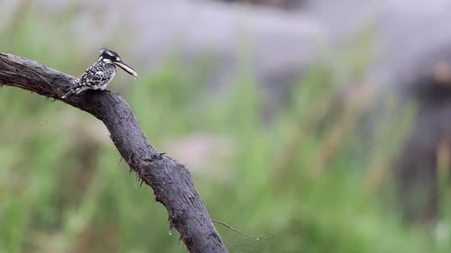 Small Pied kingfisher perches with fish in beak against green bokeh