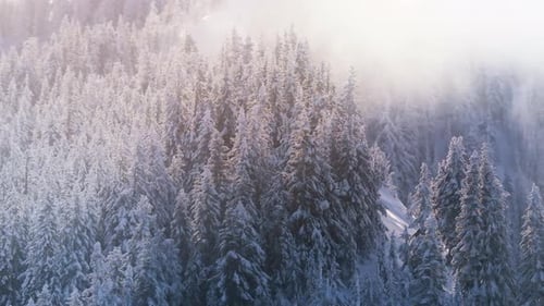 Frostige Baumkronen, bedeckt von nebligen, sonnigen Wolken, Winterwald, Natur, Luftaufnahme