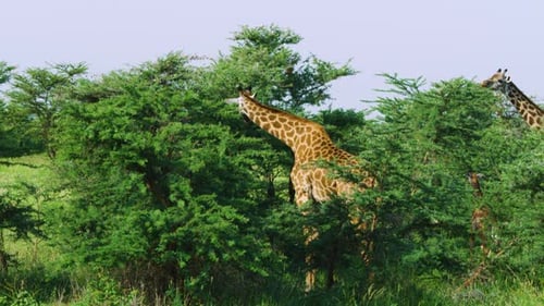 Giraffen ernähren sich von den höchsten Ästen eines Baumes in freier Wildbahn, wie sie auf einer Safari in Zeitlupe zu sehen sind