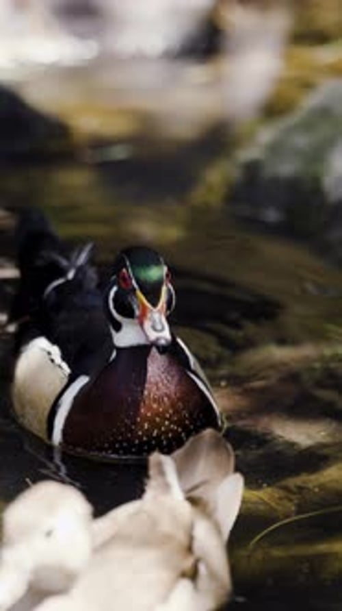 Photo parfaite d'un canard colvert ou d'un canard sauvage (Anas platyrhynchos est un canard barboteur qui se reproduit partout)