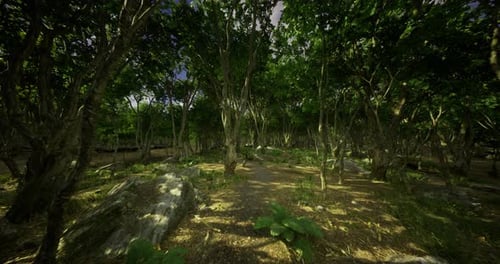 Lush Forest Landscape Showcasing Diverse Vegetation and Tranquil Atmosphere