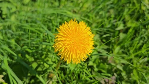 Close up Blooming a very bright yellow dandelion in the meadow swaying in the wind at springtime