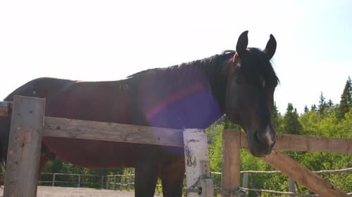 Brown Horse Standing Behind a Rustic Wooden Fence