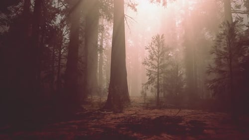 A Dense Forest with Towering Trees