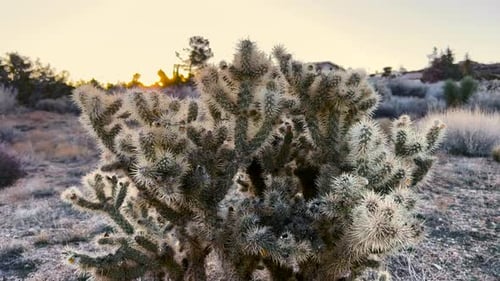 Cylindropuntia Echinocarpa Cactus during sunrise beaming in the desert of Hesperia, California, USA.