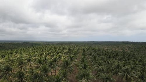 Aerial view of coconut farm. green coconut trees neatly aligned