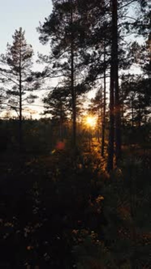 Au crépuscule, la lumière du soleil à travers les pins Les chauds rayons du soir mettent en valeur les silhouettes des troncs de pin au crépuscule