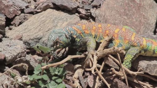 Vibrant Lizard Consuming Greenery on Rocky Terrain