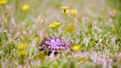 Tiny Tortoise Walking Through Grassy Meadow