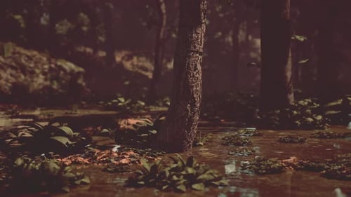 Rays of Light Falling Through the Mist and Trees in the Swamp