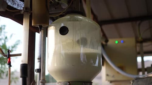 Milk flowing into large milk jar on automatic milking in dairy factory