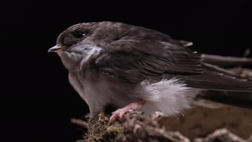 Bird Preening Close-up on Mossy Branch