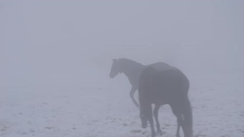 Horses run around on the snow-covered meadow