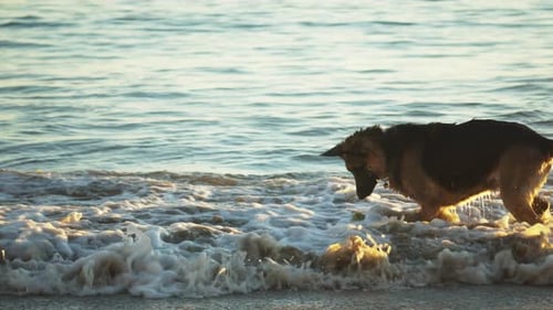 German shepherd dog playing at the beach with the waves and his toy, Santa Barbara California, sunse