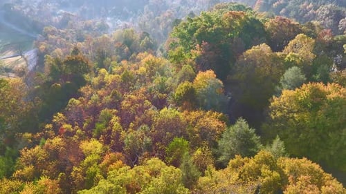 View From Above of Colorful Woods with Yellow and Orange Canopies in Autumn Forest on Sunny Day