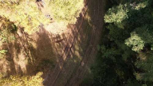 Drone View of the Autumn Forest and Colored Trees