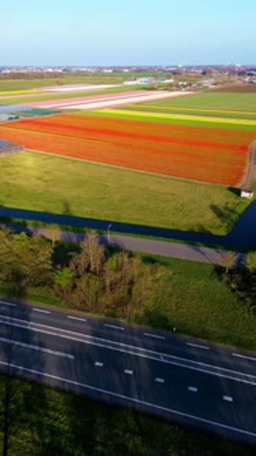 Aerial view of vibrant tulip fields in full bloom, displaying colorful rows of flowers in landscape