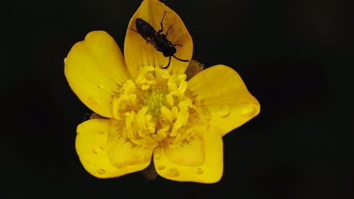 Stable shot showing yellow flower visited by a bug which then flies away. 4k