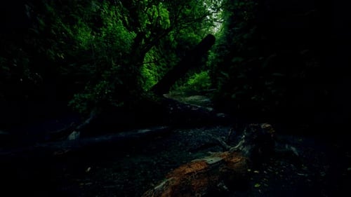 Terrible Morning in the Forest, Mystical Trees, Scary Shadows, Horror Scene