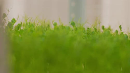 Close Up Fresh Microgreens Growing Lettuce Arugula saladYoung Plant Pot Nutrition Organic Raw Growth