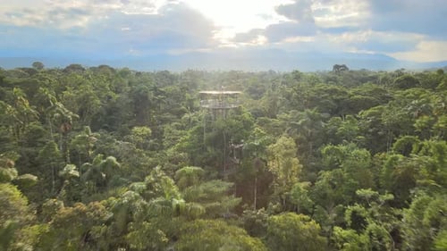 Captura aérea al revés de un turista de pie en una plataforma de observación de madera y observando la densa y profunda Ama